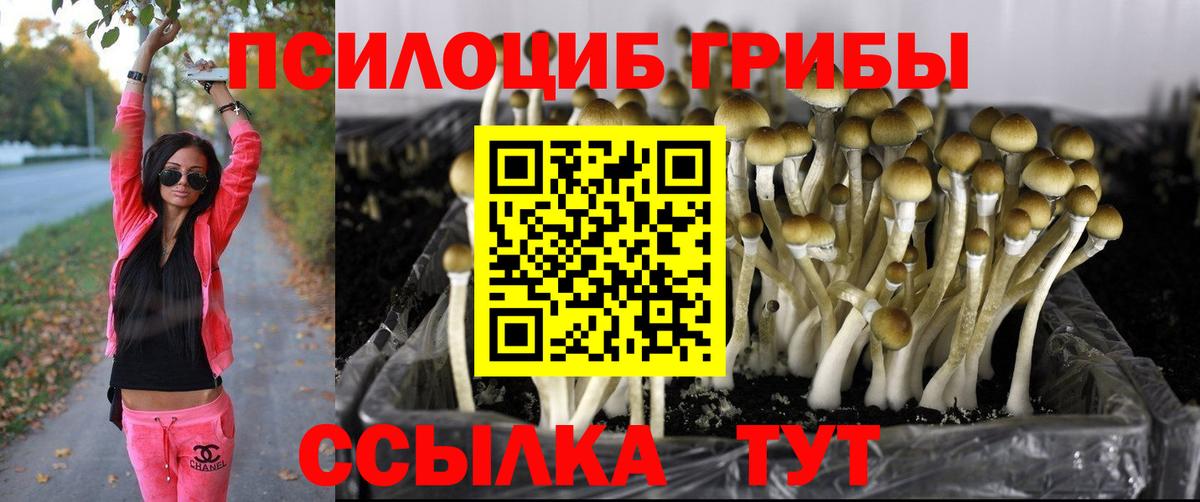 Псилоцибиновые грибы Psilocybine cubensis Ялта